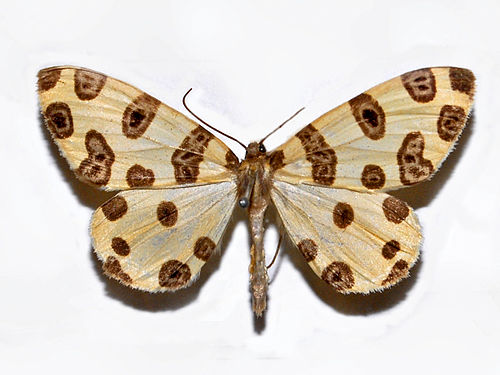 Pantherodes colubraria